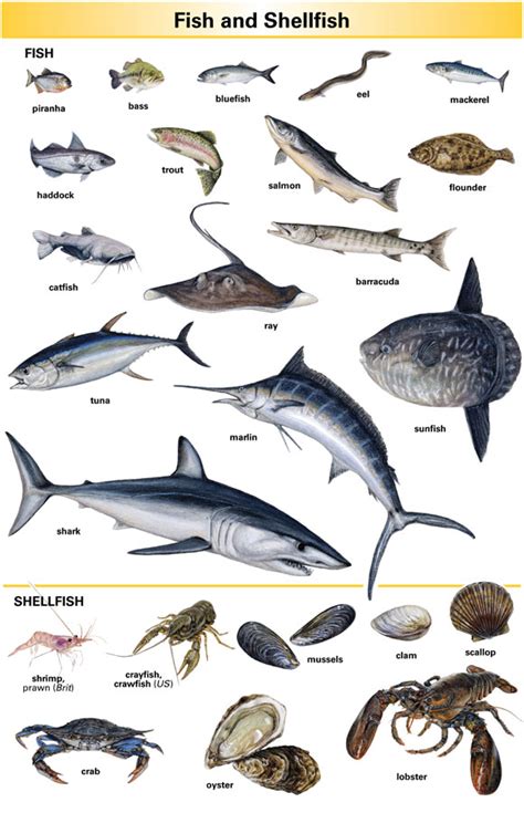 Fished: meaning, definitions, translation and examples.